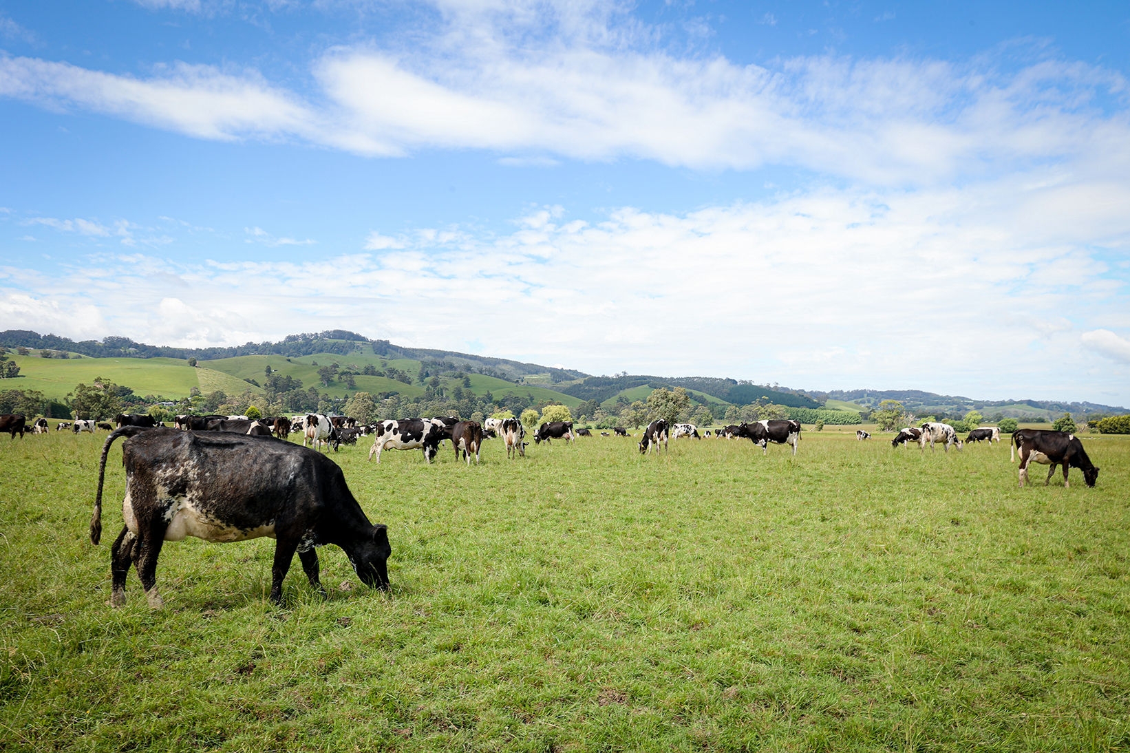 Coster farm, Cloverlea Gippsland