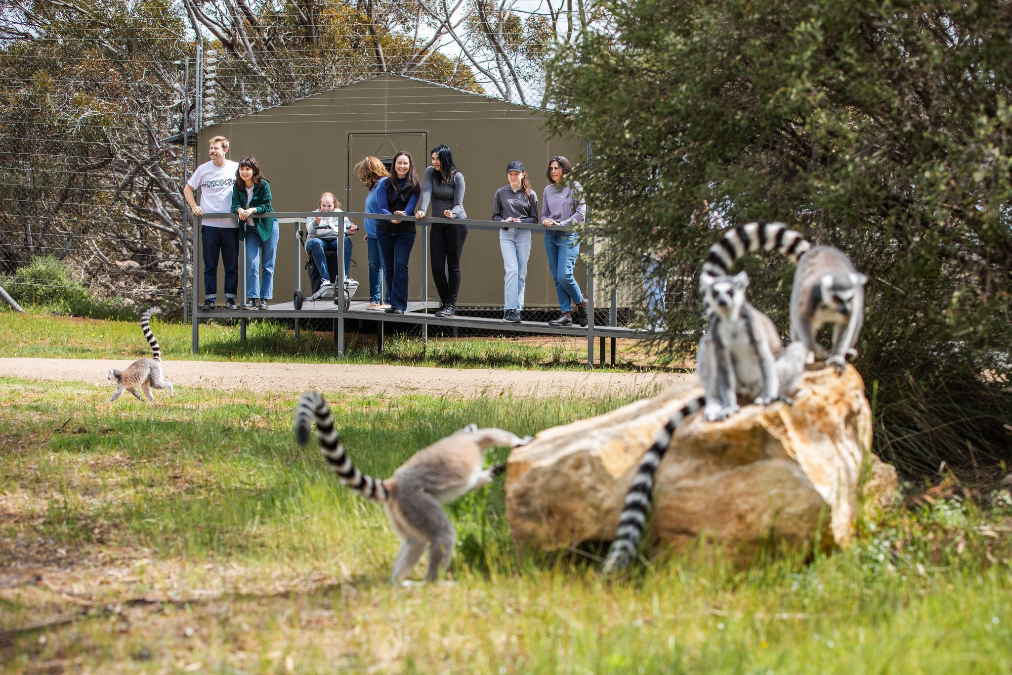 A group of people, including a person in a wheelchair, on a ramp watching lemurs.