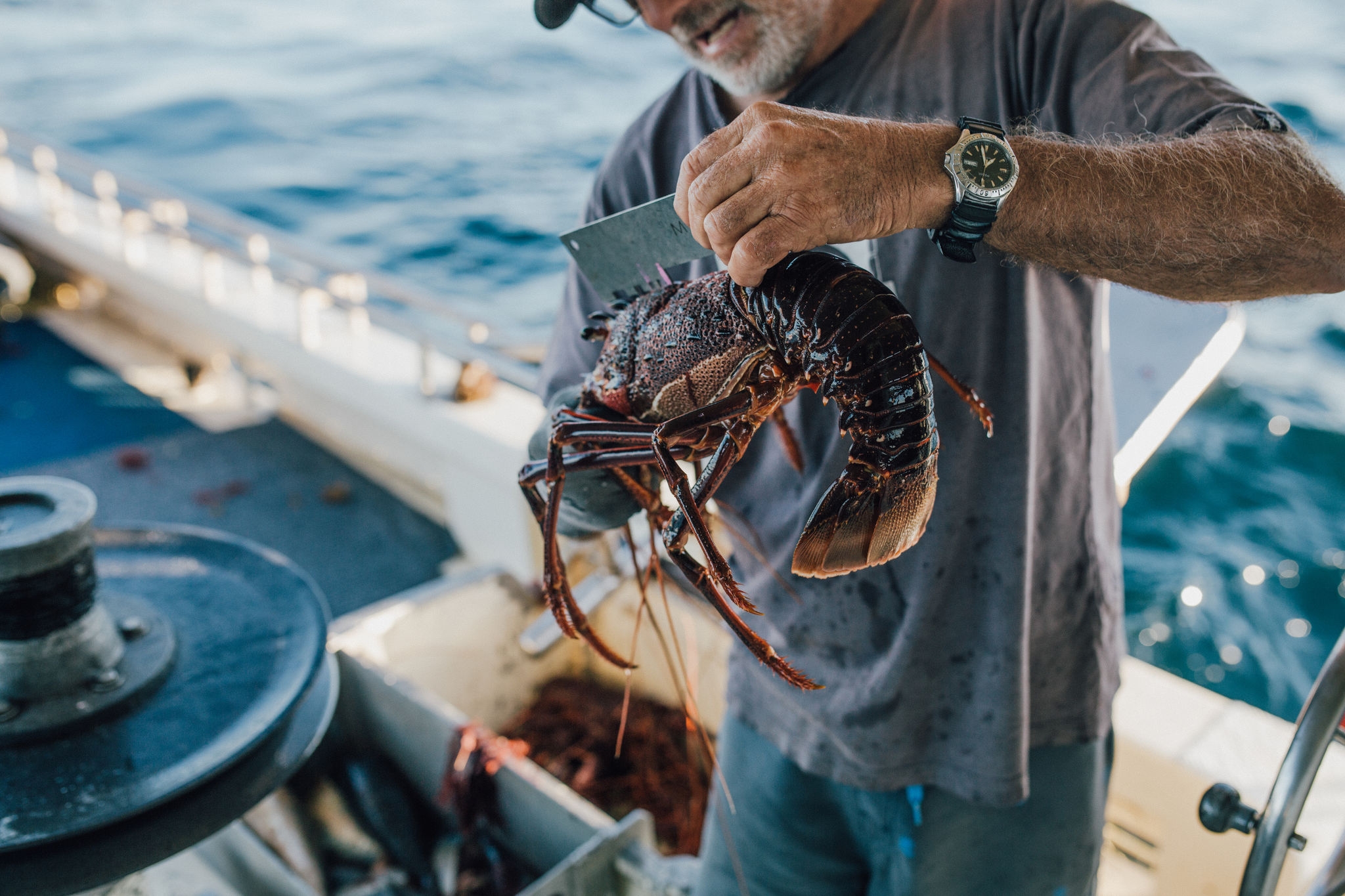 A man on a boat holding a rock lobster and measuring it with a steel ruler.