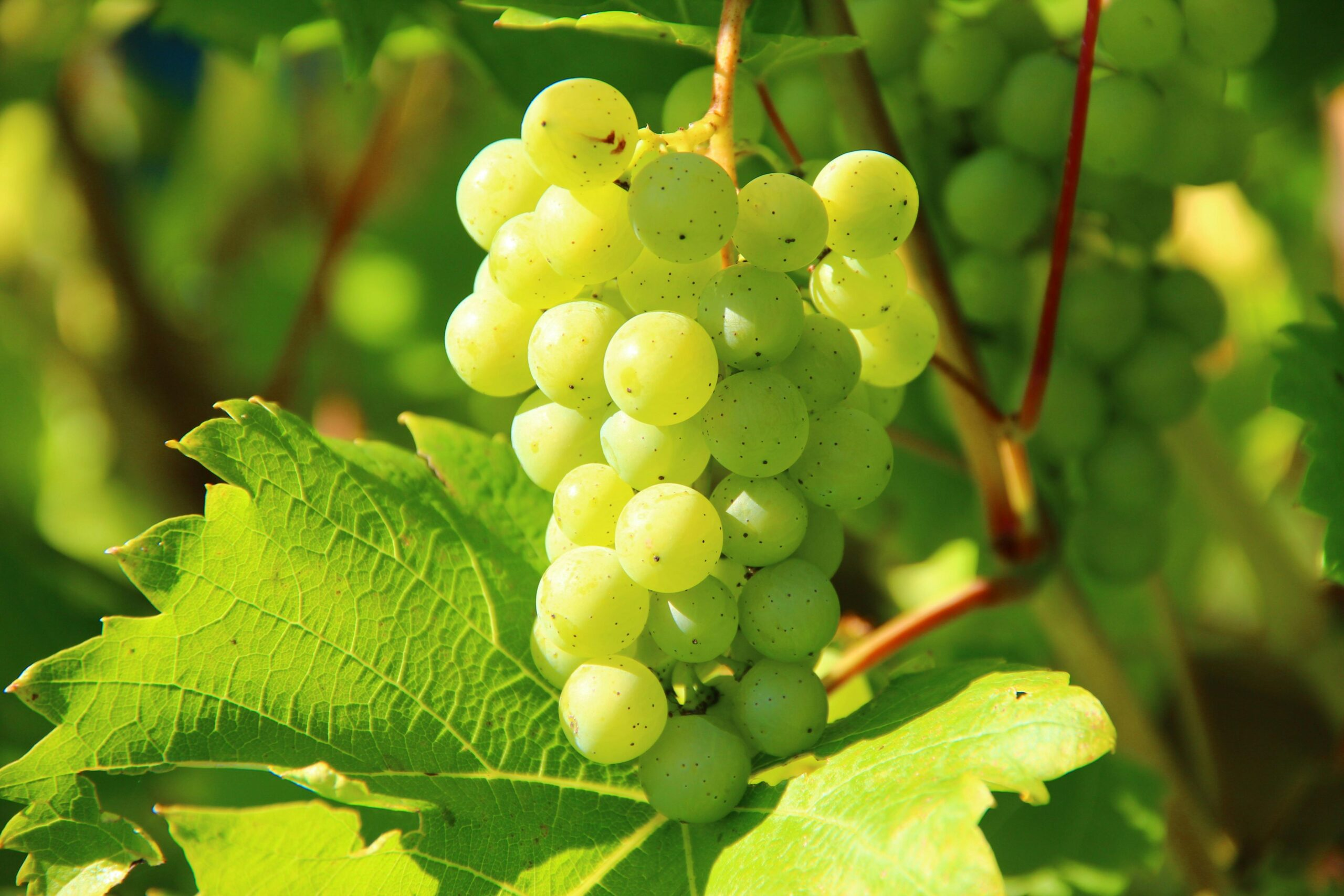Korea is Montague Farms’ number one market for table grapes.