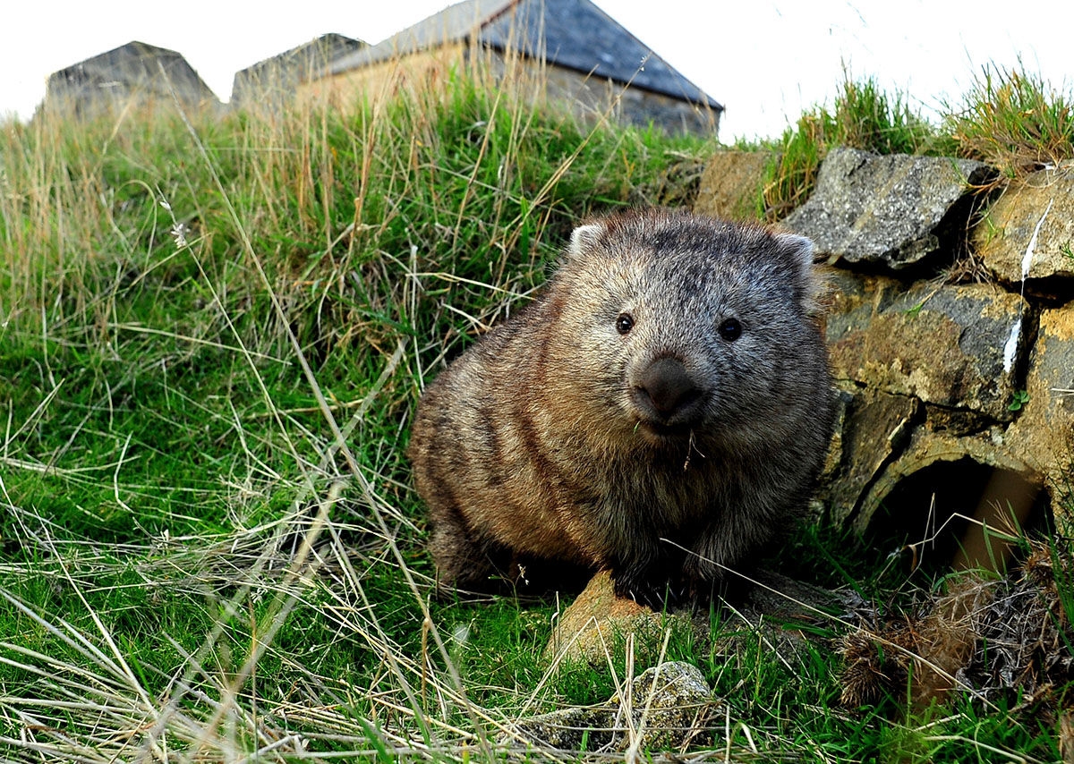 wombat next to stone wall on Maria Island