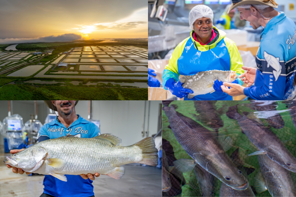 Caption: Humpty Doo’s premium, sustainably farmed barramundi is loved by customers around the world.