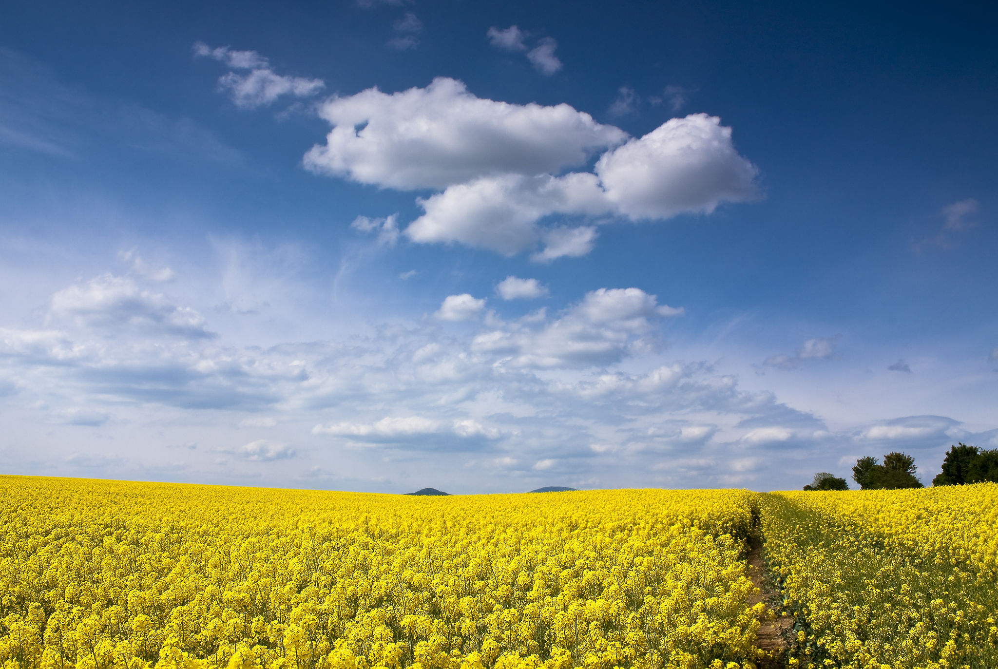 Canola fields