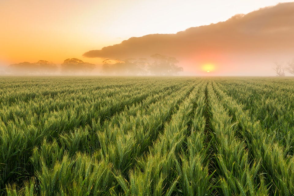 Scenic view of agricultural field against sky during sunset,Perenjori,Western Australia,Australia