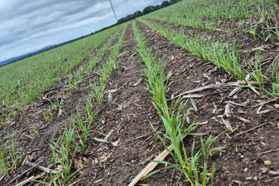 Close up image of field with rows of seedlings