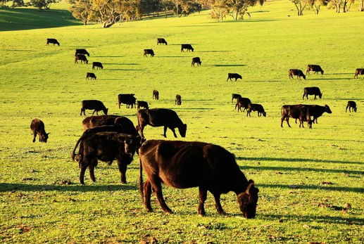 Cattle in field, Australia