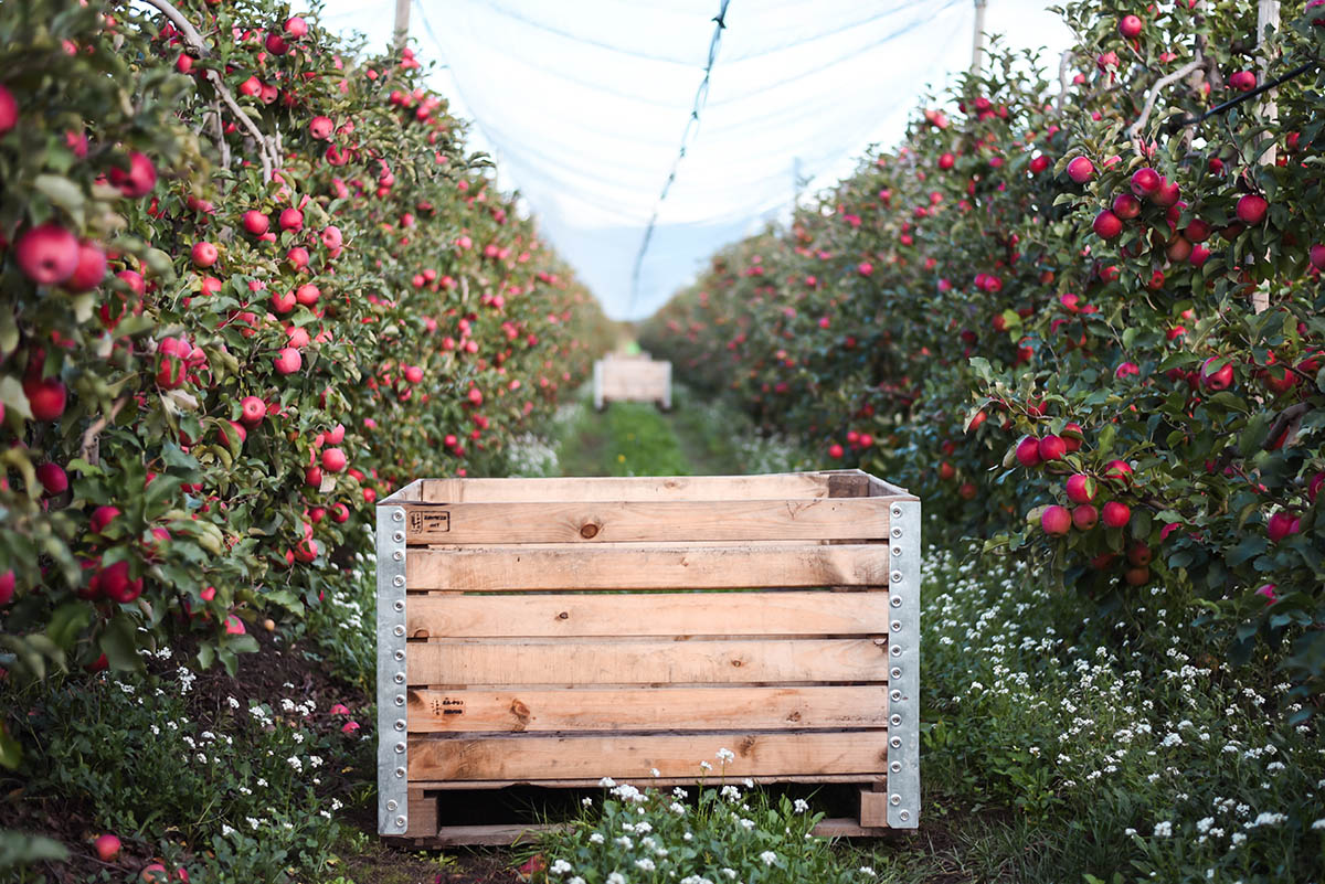 Pink Lady apples in an orchard